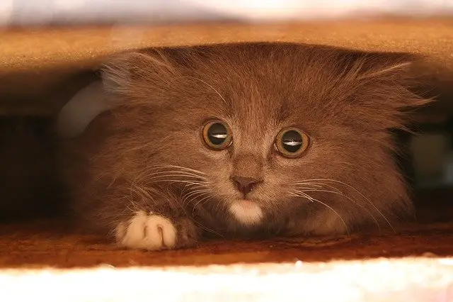A cat with anxiety may hide under the bed, or a couch.