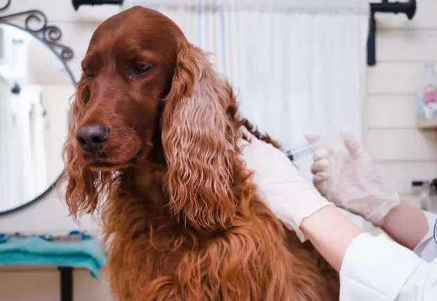 dog getting a vaccine