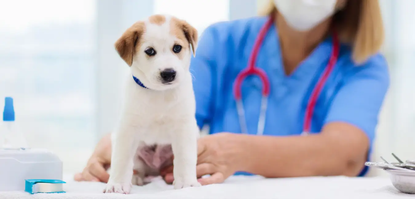 puppy at the vet