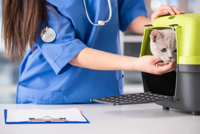 cat in carrier at the vet