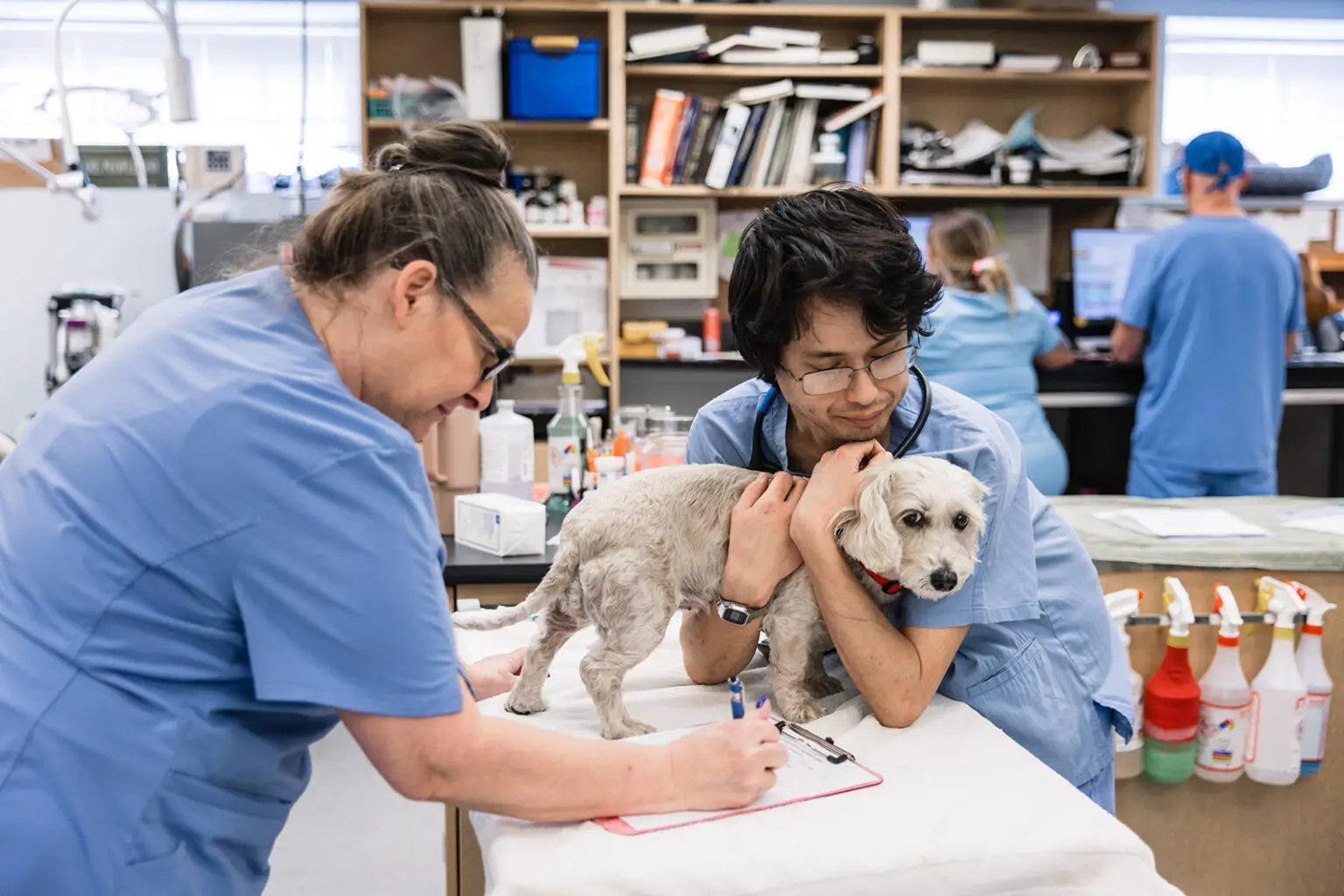 A little dog receives veterinary care at Essex Middle River Veterinary Center.