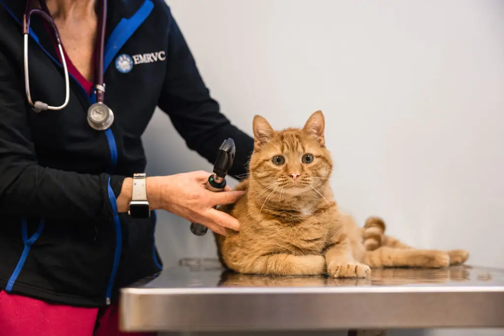 An orange tabby rests on the exam table at EMRVC in Essex, MD.