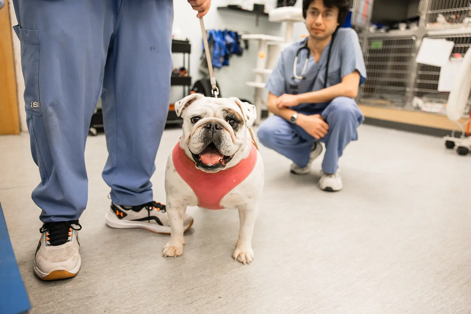 A bulldog smiles while receiving veterinary care at Essex Middle River Veterinary Center in Essex, MD.