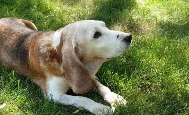 senior dog in the grass