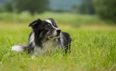 border collie sitting in the grass