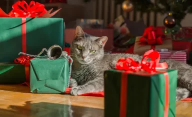cat christmas presents
