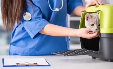 cat in carrier at the vet