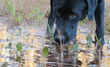 dog sniffing standing water